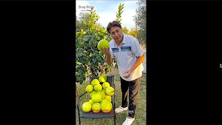 Home Grown Pomelo  Pomelo Fruit Picking [upl. by Renrew410]