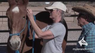 Properly Installing and Adjusting A Halter On Your Mule [upl. by Rorke206]