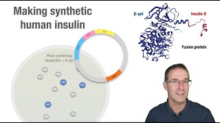 Making synthetic human insulin [upl. by Liatris]