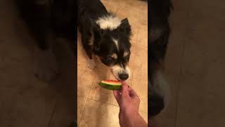 WATERMELON nomnom dogs dogshorts watermelon [upl. by Pantia]