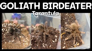 골리앗 3종  Goliath birdeater tarantula  Theraphosa apophysis  Theraphosa blondi  Theraphosa stirmi [upl. by Youngran]