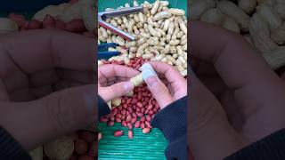 A good helper for peeling peanuts 👍🏻 farming [upl. by Harbot850]