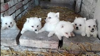 German spitz puppies [upl. by Alyakim]