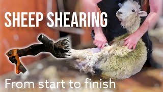 New Zealand Sheep Shearing Demonstration  From start to finish [upl. by Ap]