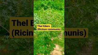 Ayurvedic plantThel Edaru Ricinu communis [upl. by Euk550]