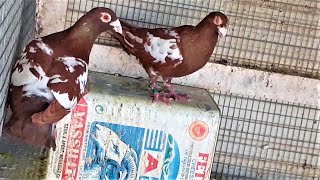 MEULEMANS RACING PIGEONS YELLO amp RED TIL 6982003778 [upl. by Nagaem]