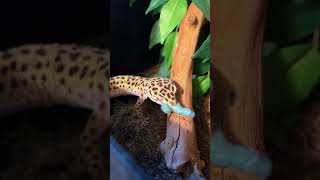 meet some of my geckos gecko reptile pets animal animals pet lizard leopardgecko [upl. by Winifield]