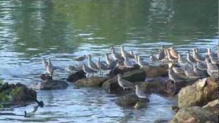 Flock Bartailed Godwit Limosa lapponica Darwin Harbor NT Australia [upl. by Emirej]