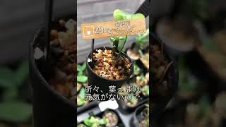 【今日の塊根】Dioscorea elephantipes 亀甲竜【実生記録29】 [upl. by Ellenehc]