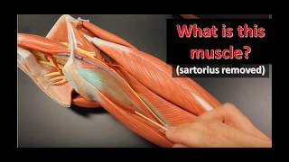 leg muscles anatomical models practical exam practice [upl. by Kussell]