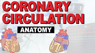 The Anatomy of the Coronary Circulation [upl. by Noelopan]