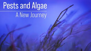 Starving Algae and Pests Until They Die The Unintended Consequences of Ultra Low Nutrients [upl. by Anilem221]