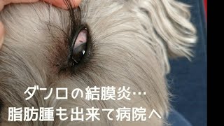 【犬の結膜炎と脂肪腫】ミニチュアシュナウザーダンロ動物病院で検査して来ました！【犬の目の充血治療】【脂肪腫の組織検査】 [upl. by Hecker]