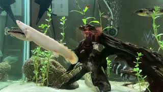 Albino Senegal Bichir care and tips [upl. by Oguh]