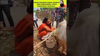 Ramdev babaji feeding Punganuru Cows  Nadipathy Goshala  cow rammandir ramdev pathanjali yt [upl. by Ecinaej]