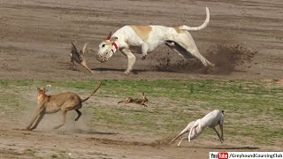 greyhound dog and rabbits racing [upl. by Yelhak]