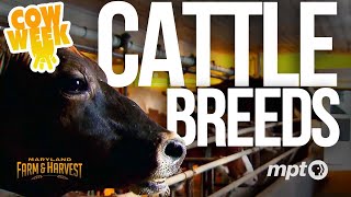 Cattle Breeds  Cow Week MFampH [upl. by Leval]