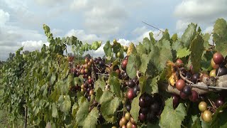 Muscadines  Southern Gardening TV August 24 2014 [upl. by Kcirad]