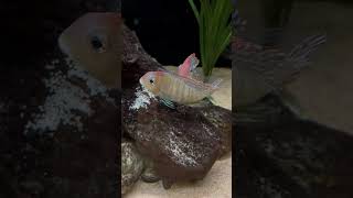 The Geophagus Laid Eggs in the 180 Gallon Aquarium [upl. by Ahsienak]