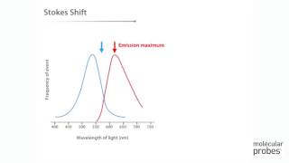 Molecular Probes Tutorial Series— Anatomy of Fluorescence Spectra [upl. by Malloy]