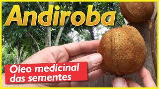 A andiroba árvore da Amazônia produtora de óleo medicinal [upl. by Uthrop919]