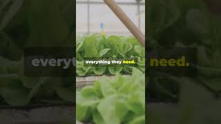 The Future of Farming Starts with Hydroponics [upl. by Elias]