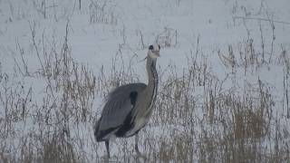 Compilation Héron cigogne merle et mésange [upl. by Tu]