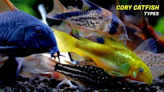 The 4 Most Beautiful Cory Catfish Types Types Of Corydoras [upl. by Keith]