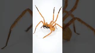 The David Bowie Huntsman Spider Heteropoda davidbowie spider huntsmanspider davidbowie [upl. by Eldred]