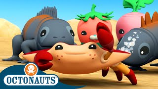 ​Octonauts  The Red Rock Crabs  Season 3  Full Episodes  Cartoons for Kids [upl. by Aniles]