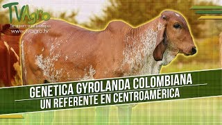 Genetica Gyrolanda Colombiana Un Referente en Centroamérica  TvAgro por Juan Gonzalo Angel [upl. by Malinda749]