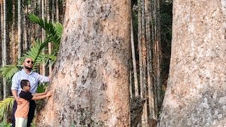 আকাশ ছোয়া গর্জন গাছ  Rhizophora apiculata Tallest Tree In Bangladesh [upl. by Stevens614]