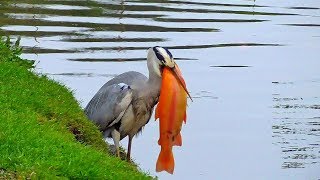 Graureiher  JägerRäuberUnersättlicher FischdiebPlage der Fischzucht  Erfurt 2018  Kurzfassung [upl. by Naenej]