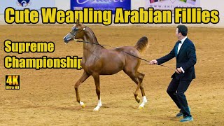 Cute Arabian Horses  Weanling Fillies Supreme Champ  Arabian National Breeder Finals [upl. by Mal]