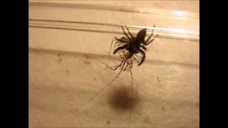 House Centipede vs Spider [upl. by Celik713]