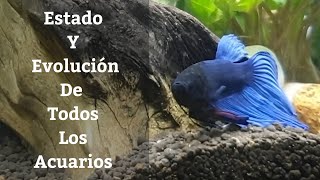 🔵 Estado Y Evolución De Todos Los Acuarios Acuarios MB [upl. by Wedurn]