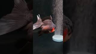 Mas Koki Oranda ❗❗❗ [upl. by Garrity816]