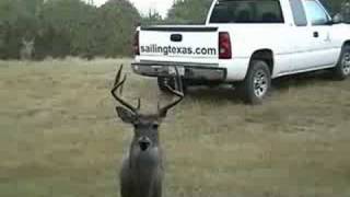 Hand Fed Deer in Texas [upl. by Dixie]