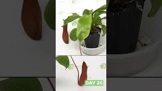 30day timelapse Nepenthes Alata grows its first pitchers to maturity and catches some bugs [upl. by Nolla]