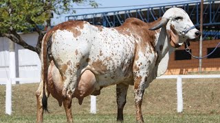 Best Gir Cow Dairy Farm in Hyderabad telangana हैदराबाद का गिर डेयरी फार्म [upl. by Eiclek]