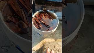 Fish live food making fish fishpond livefoodforfish [upl. by Arvin]