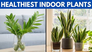 12 of The Healthiest Plants To Have In Your House For A Healthy Lifestyle [upl. by Dnaletak943]