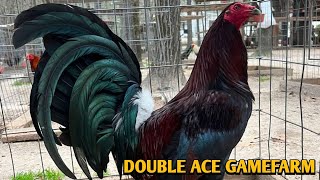 Spangled hatch Leiper Kelso  DOUBLE ACE FARM [upl. by Alena420]