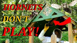 MASSIVE ANGRY Hornets Nest In Playhouse Wasp Nest Removals [upl. by Donn923]