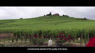 The Bollinger Vineyard [upl. by Nwahsal]