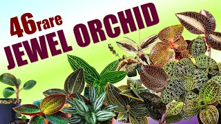 46 JEWEL ORCHID SPECIES  HERB STORIES [upl. by Lynette959]