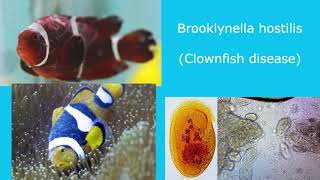 Brooklynella hostilis Clownfish disease [upl. by Liebermann]