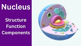 Nucleus Structure and Function  Nucleolus function  Nucleus class 9 [upl. by Li]