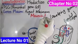 GametogenesisIntroduction In Urdu Hindi  BS Zoology  Lecture No 01  Developmental Biology [upl. by Irek]