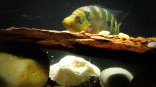 Pyro Trimac Cichlid Breeding Update  10262016 [upl. by Hewitt]